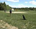 Rottweiler biting