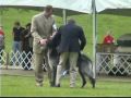 2009 Scottish Deerhound National Specialty