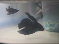 Reprodução de Bettas