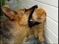 cats vs dog (who won comment)