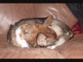 videos de The Cutest Dog In The Worldd!