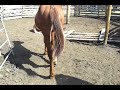 Click here to watch this video Dash video 2.mp4