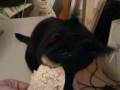 videos de Magoo and the ricecake.