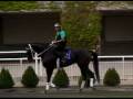 Horses - Thoroughbred Racing Kassen