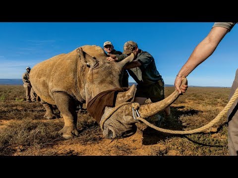 National Geographic Documentary - Rhinoceros: endangered species - wildlife Animal