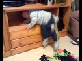 huguito 2 huguito 2