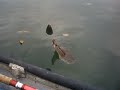 Flounder spooning Flounder spooning