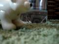 Bob the Polar Bear 4