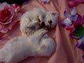 ur puppies are bred to be small. And We have SOME OF THE WOR