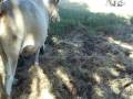 come here cow