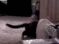 videos de Tempo VS. The Fish