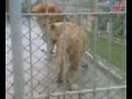 LeOn Y LeOnA P1