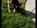 German Shepherd Attacks Possum2