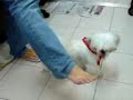 little red riding shih tzu