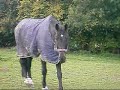 Pferde auf der Koppel Pferde auf der Koppel