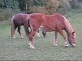 Pferde auf der Koppel Pferde auf der Koppel