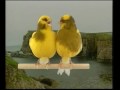 Naturaves - (Postura) Border Fancy.avi