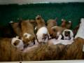 videos de amstaff 2weeks4