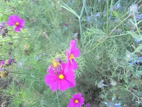 how to harvest fuchsia seeds