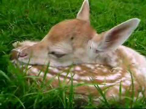 Hertje van 1 dag oud