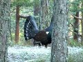 tiurleik 2008 del 4(Capercaillie display part 4)