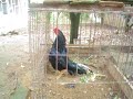 Aseel Rajah Murgh
