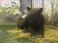 Zoo celebrates birth of very rare Tapir