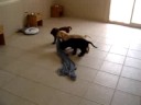 Puppy Play - Copper Hogan Naomi Midnigh