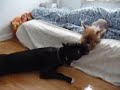Pitbull vs Yorkie