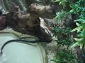 Garter hunting guppy