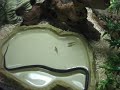 Garter hunting guppy