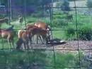 Ray feeding deer in Vinton, Iowa