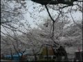 一宮桜