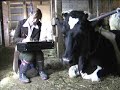Psy de vaches