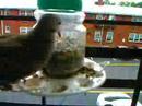 Normal Mourning Doves