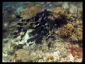 Bonaire Dive Trip