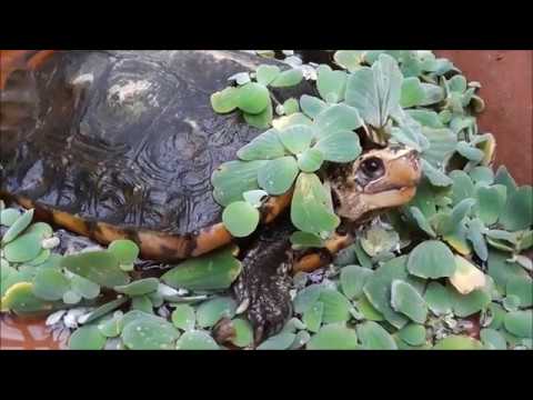 YouTube reptile video
