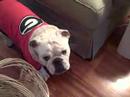 Herschel the Bulldog's tribute to Uga VI