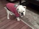 Herschel the Bulldog's tribute to Uga VI