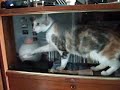Captive Cat