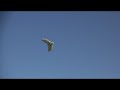 THIS IS A XENO FLYING WING BY MULTIPLEX...MODIFIED TO CARRY 2 EFLITE DUCTED FAN UNITS.. ..MAIDEN FLIGHT THANK YOU TO BOB HALVORSEN FOR THE VIDEOGRAPHY