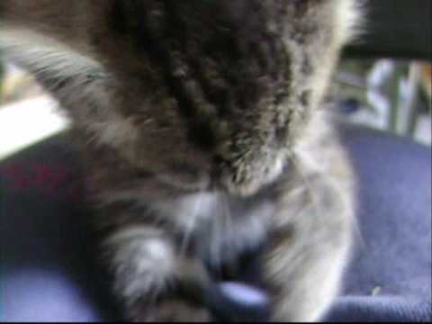 brieflycar0lyn - Okay, so I just got a new kitten, and her name is Olive. She the most adorable thing on the face of the planet, and she did that licking stuff for like 5 min...