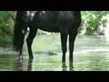 YEGUADA VALLE VIDEO PROMOCIONAL SICAB 2007 (PARTE 2/3)