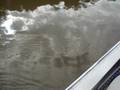 Pesca no Mirante