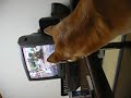 柴犬動画