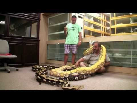 YouTube reptile video