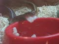 Garters eating fish