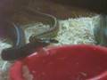 Garters eating fish