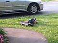 Boaz Wilde Peleg Skateboarding