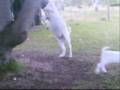 videos de Five Star Boers: Short collection of clips . . . .
